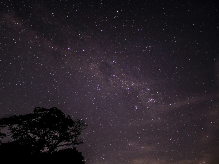 a tree with many stars in the sky