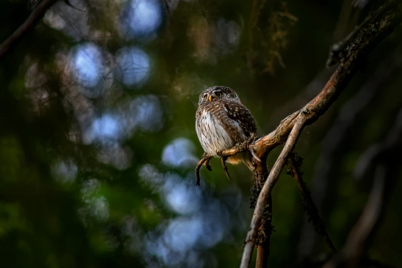 an owl sitting on a nch outside during the day