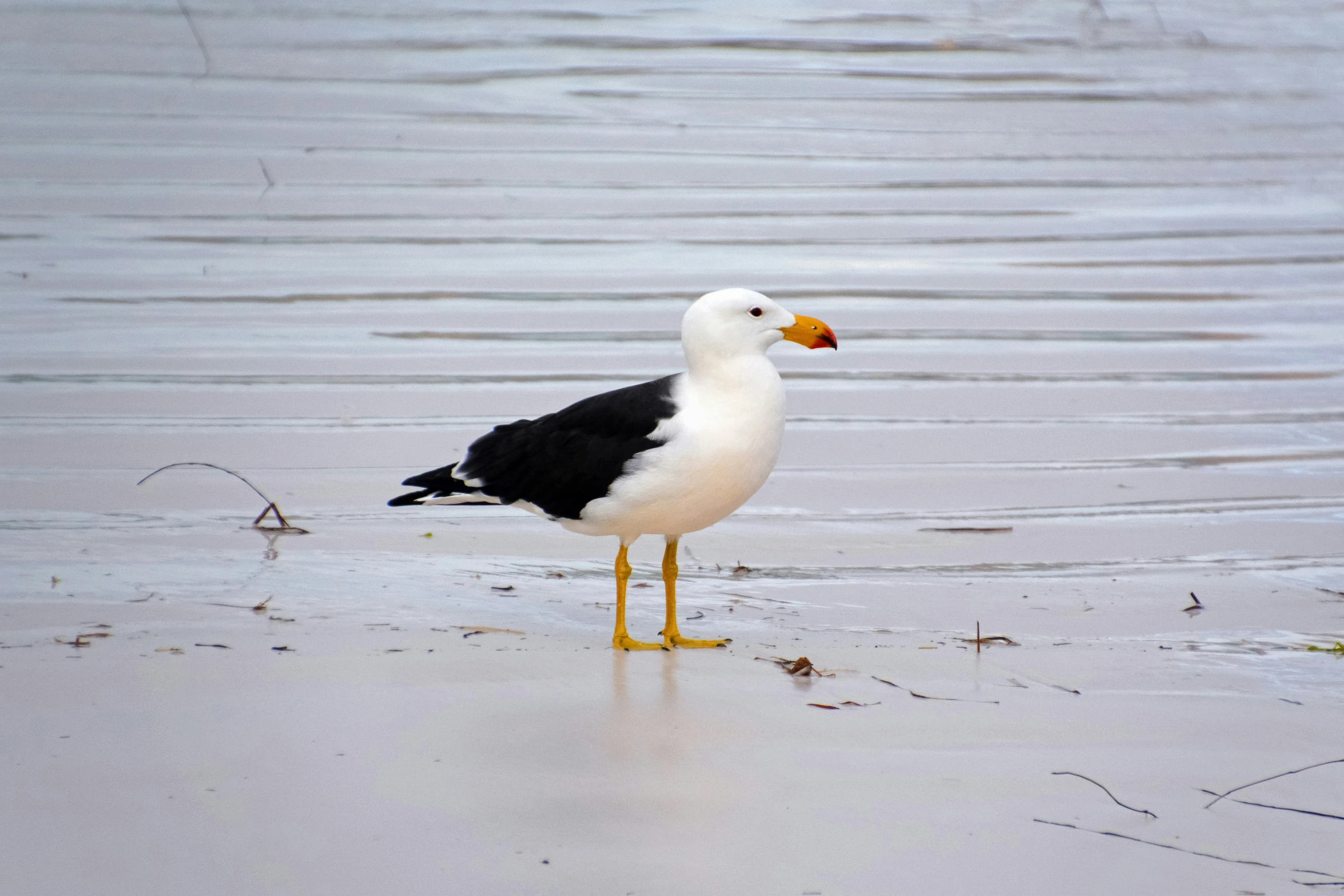 a seagull stands on the beach with its head slightly hidden