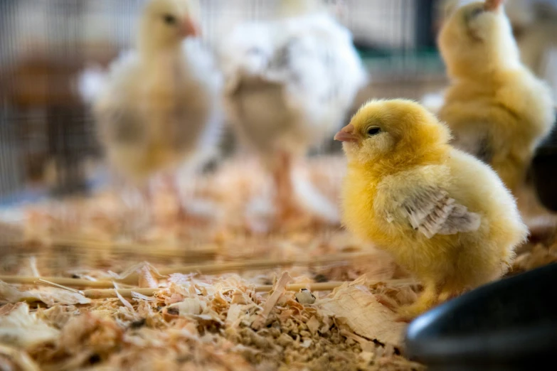 a group of chickens standing on a wood chip