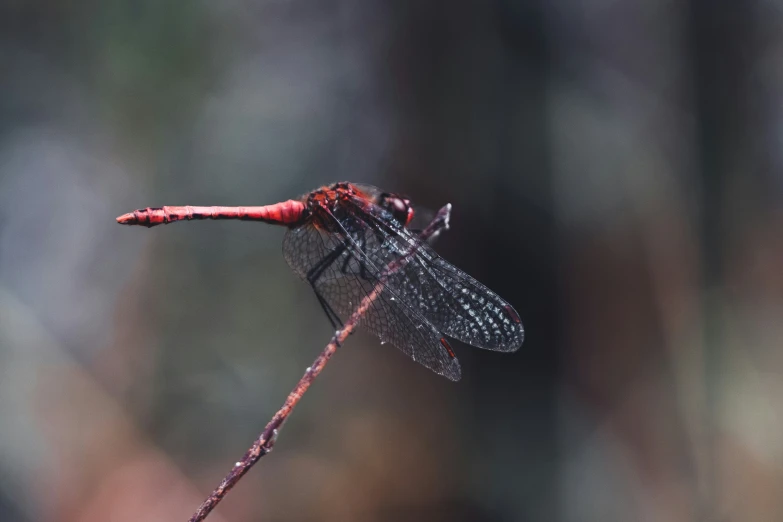 closeup of a tiny, red and black insect sitting on a stem