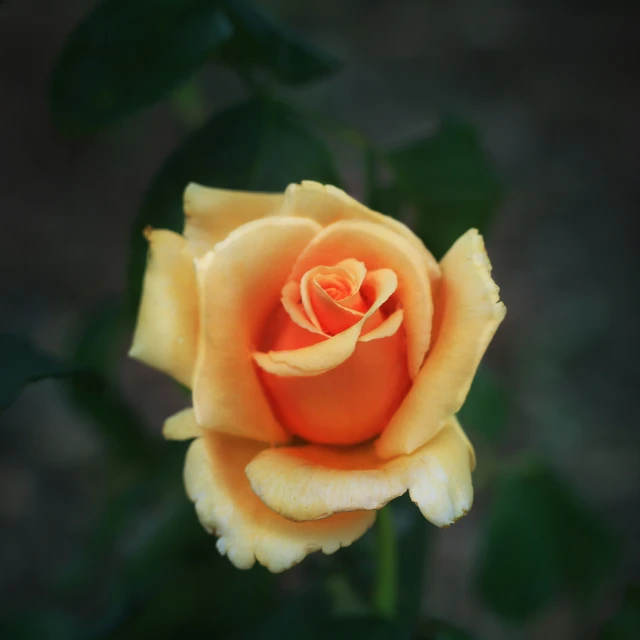 the middle part of an orange rose with dark leaves around it