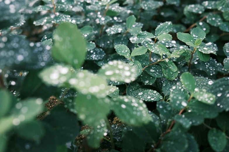 some plants with rain on them next to each other