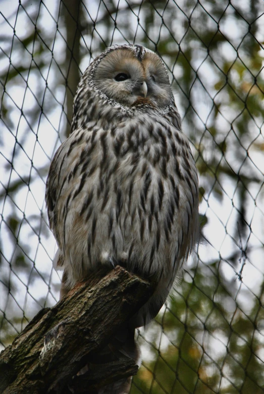 a large gray and black owl sits on a tree limb