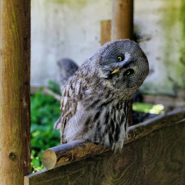 an owl on a fence looks around