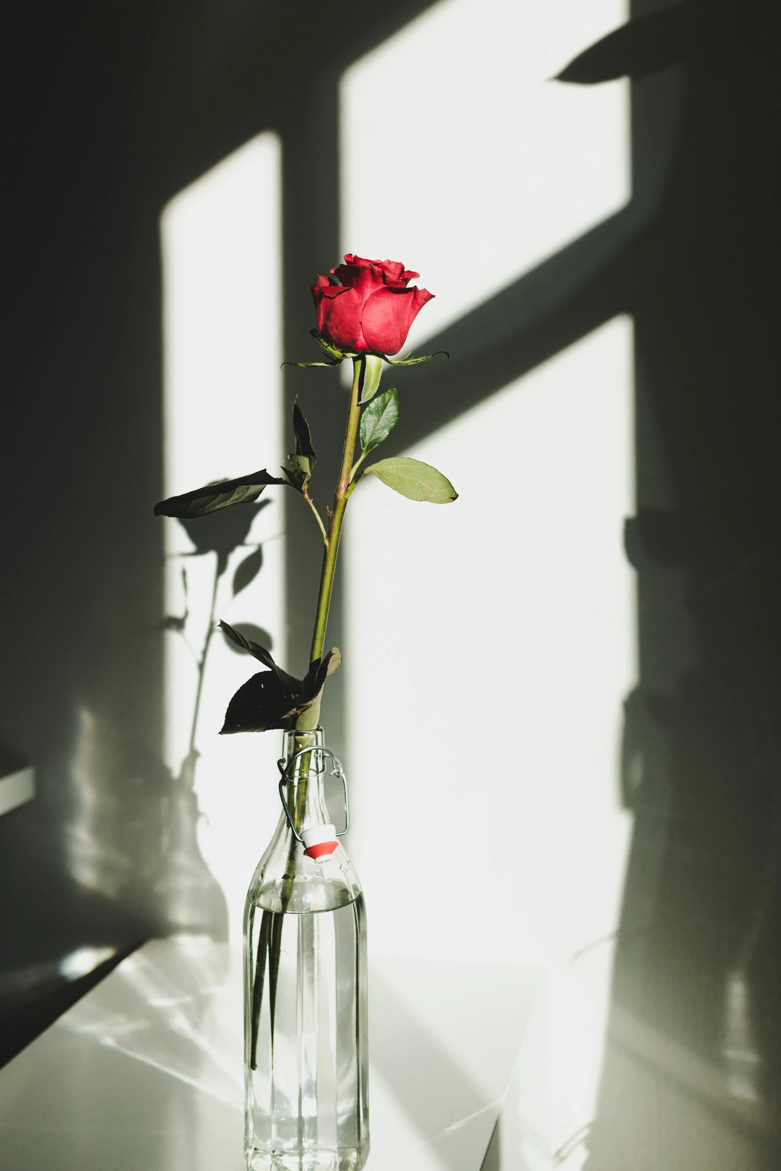 a single rose in a small glass vase