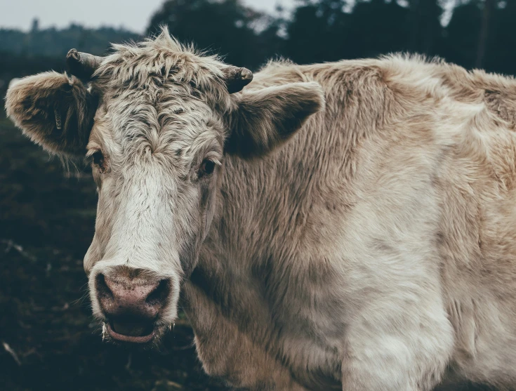 a cow stands still on the grass outside