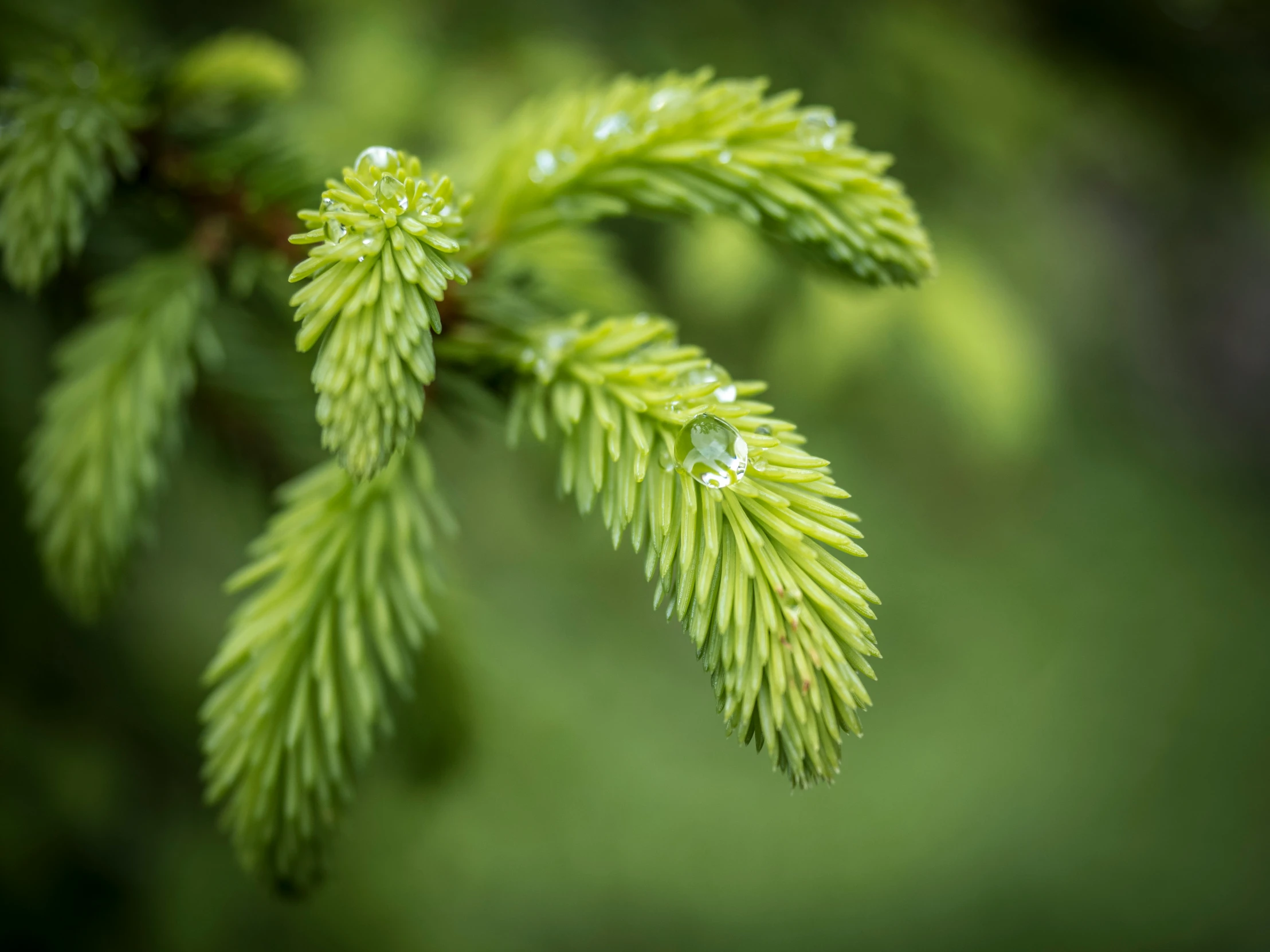 small water drops on green leafy tree nches