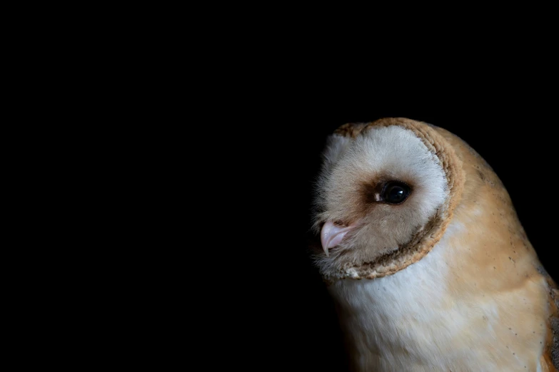 a barn owl in dark, black background