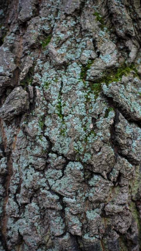 the tree bark has moss growing all over it