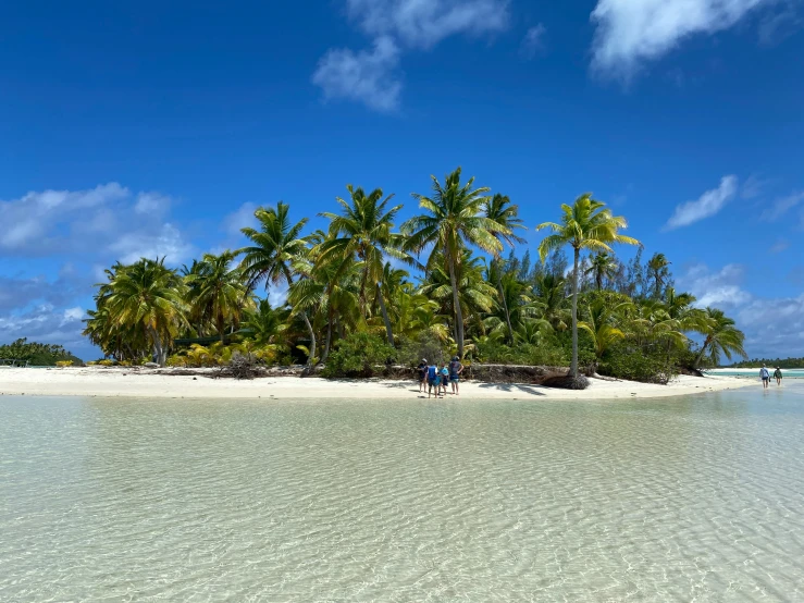 a beach with trees, sand and blue skies