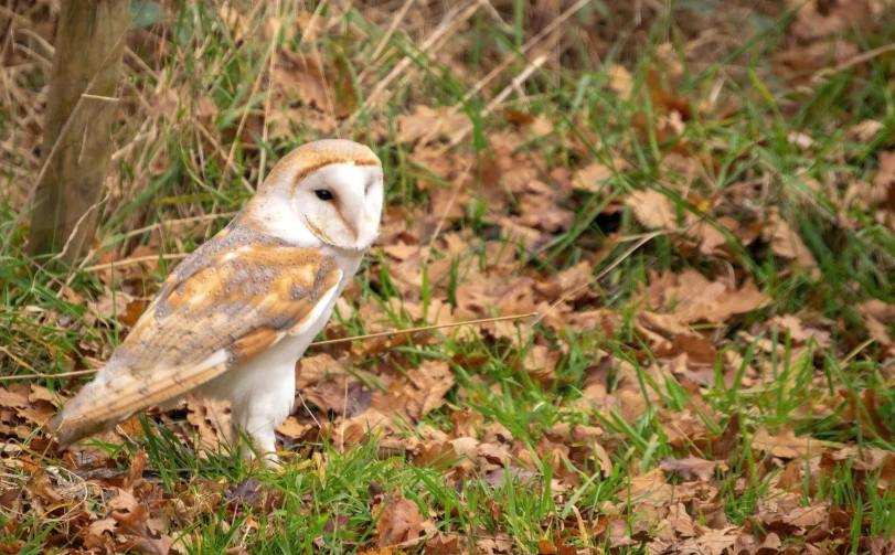 an owl sitting on the ground in front of trees