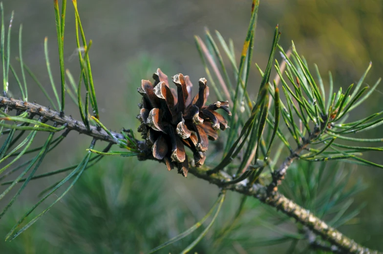 a pine cone sits on the tree nch