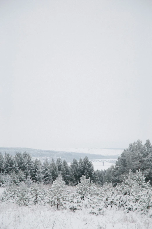 snowy field with large trees and ocean beyond