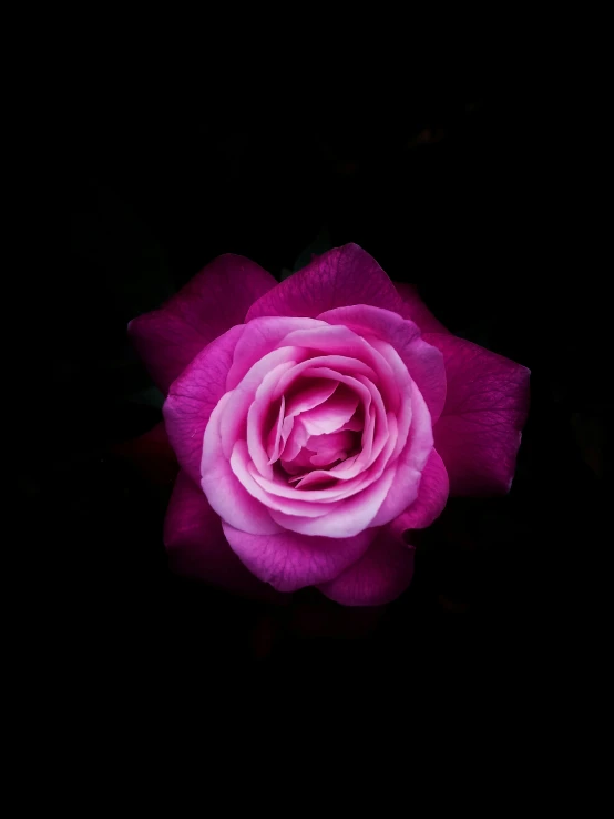 a close up image of a pink rose