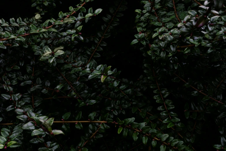 a view from behind leaves at night