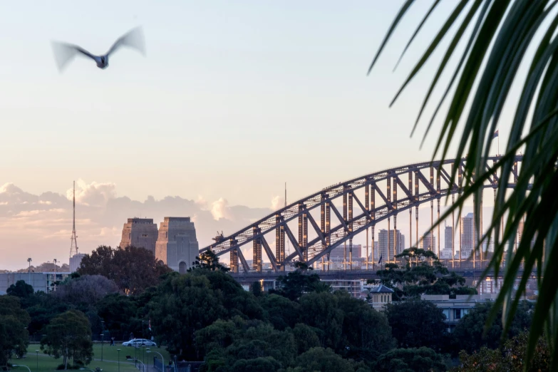 birds are flying near the bridge that connects it and sydney