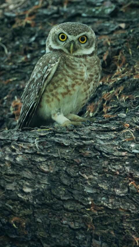 a owl is perched on the tree nch