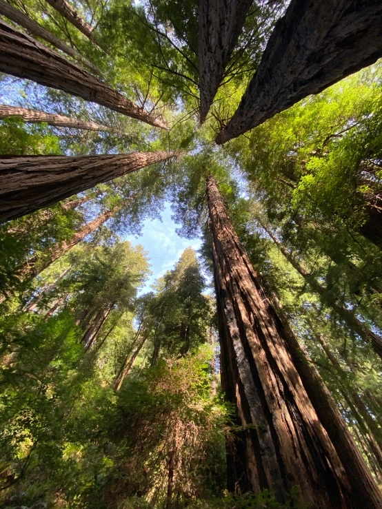 the tops of tall trees in the forest