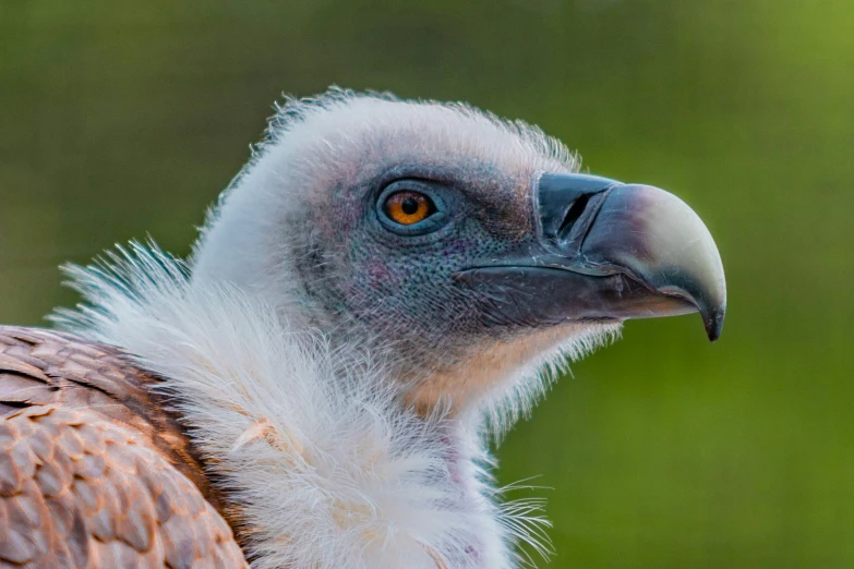 the head and neck of a vulture vulture with white feathers