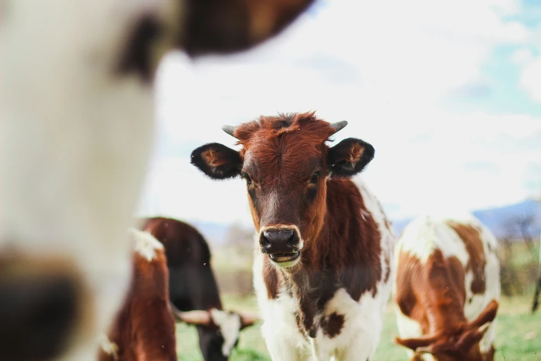 cows grazing on green grass in an open field