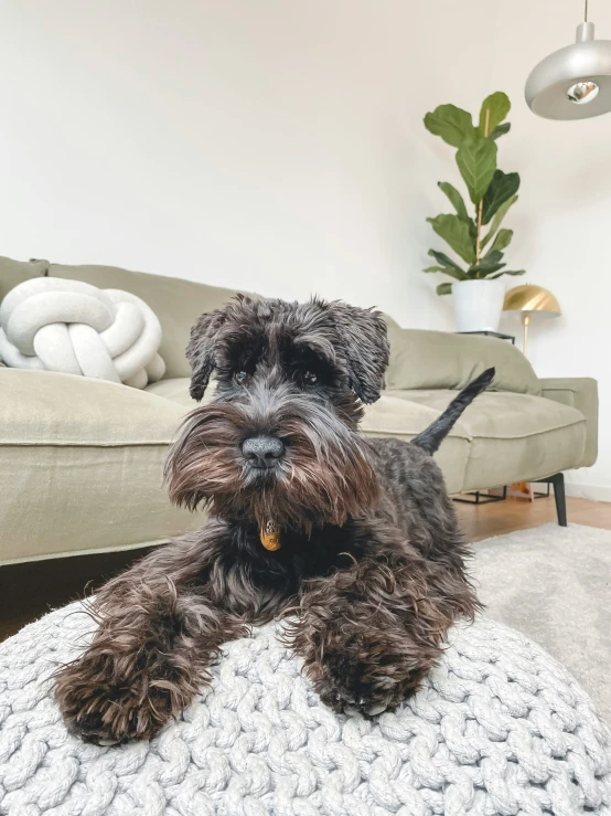 a cute black dog laying on a beanbag