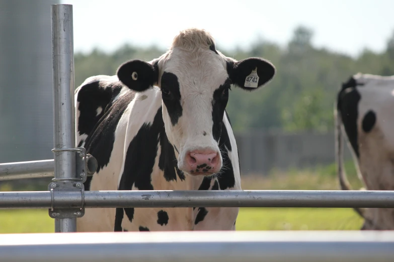 there is a black and white cow standing next to a fence