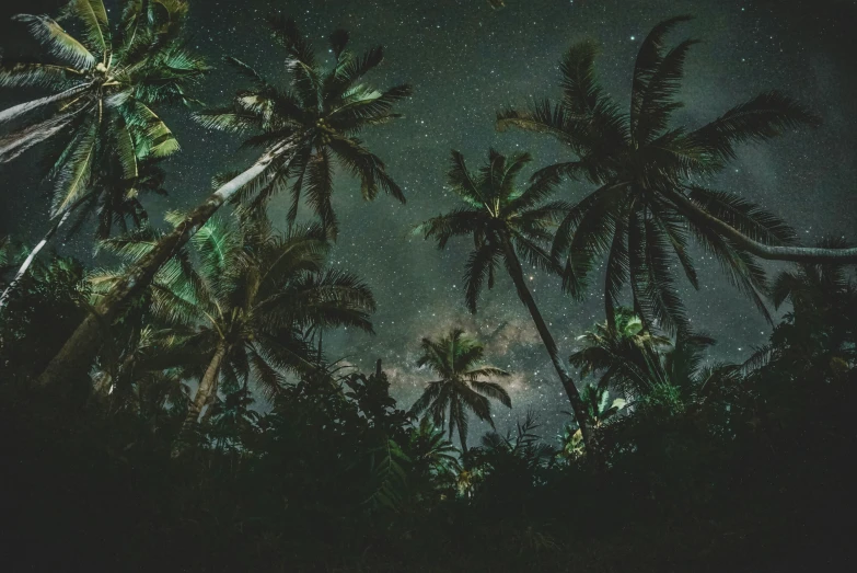 trees are standing with their tops turned slightly open and the night sky is glowing behind them