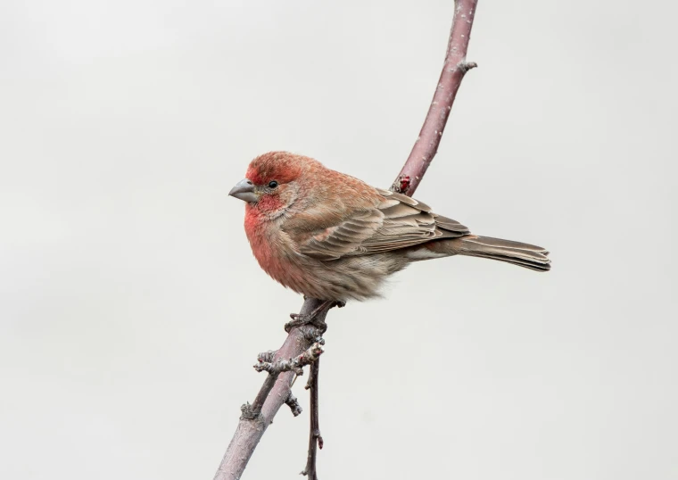 a red and brown bird sitting on a twig