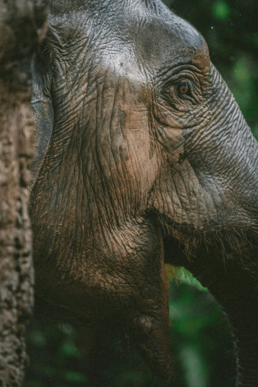 an elephant standing near a tree and another elephant