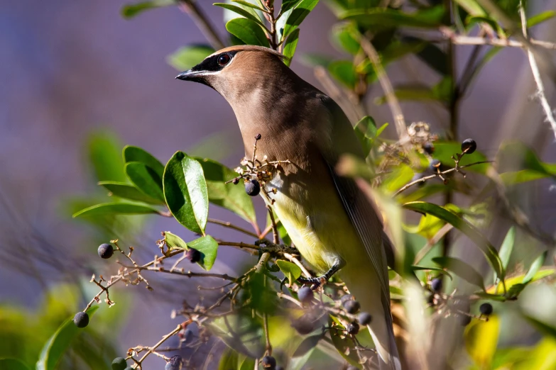 the small bird is perched in the tree