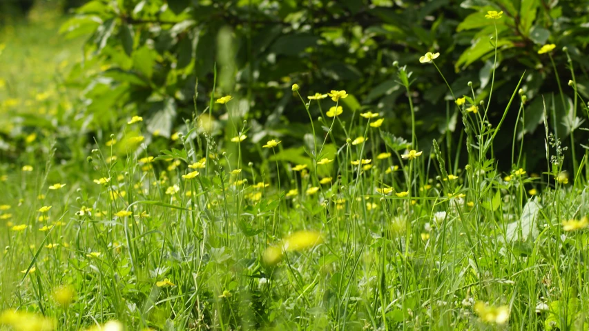 the lush green and yellow flowers cover the grass