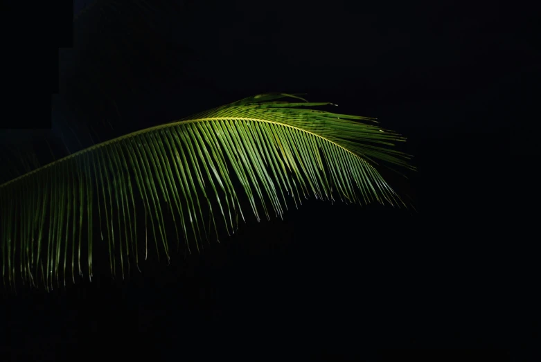 a night s of palm tree in the dark
