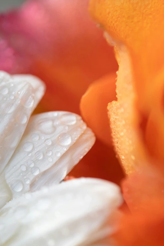 some orange and white flowers with drops of water