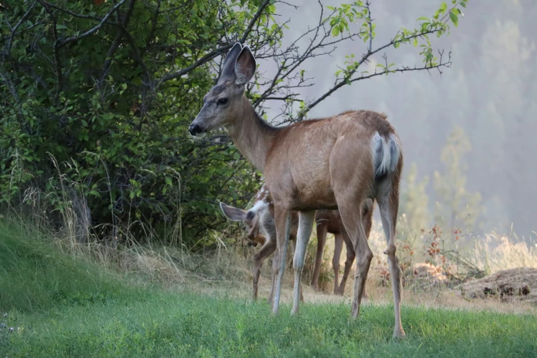 two deer standing on a lush green hillside