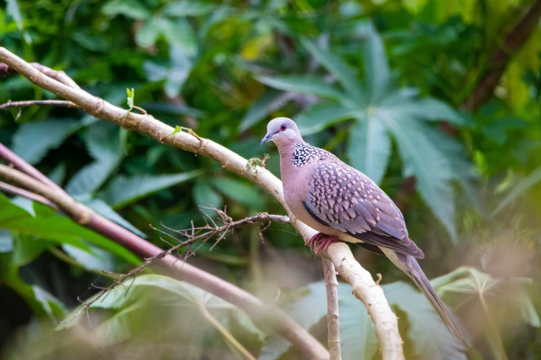 a grey bird sits on a tree nch in the forest