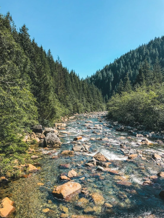 a beautiful stream running through a wooded area