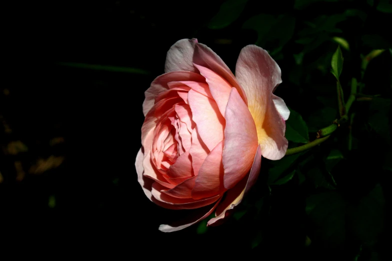 a single pink flower bud in the dark