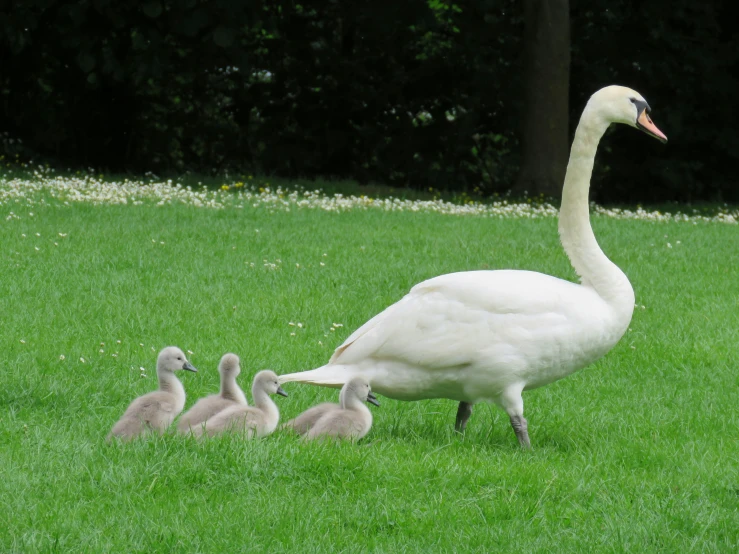 a mother swan and her young chicks walk in the grass