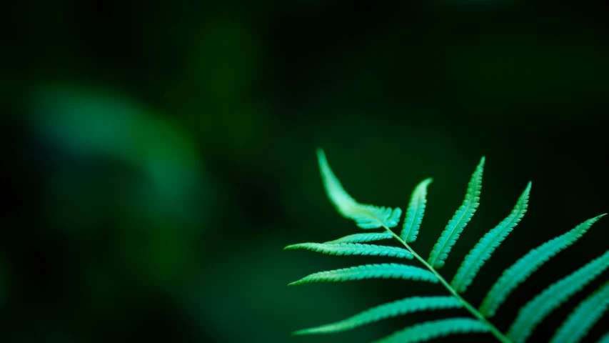 a green leaf with black background