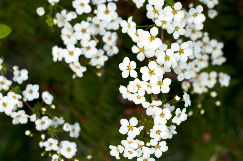 white flowers with long leaves on top are displayed