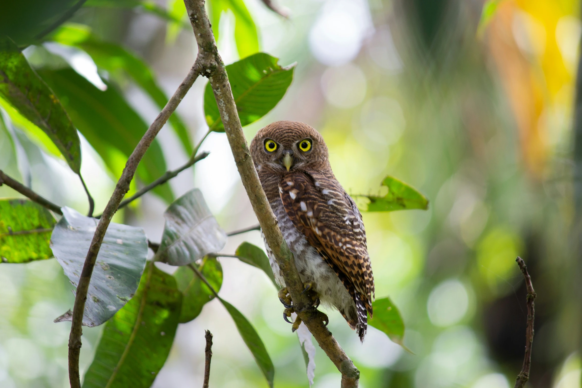 an owl with big yellow eyes sits on a tree nch