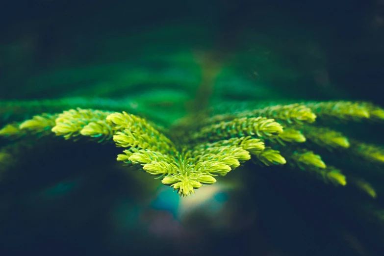 a green fern leaf with it's nches blurred