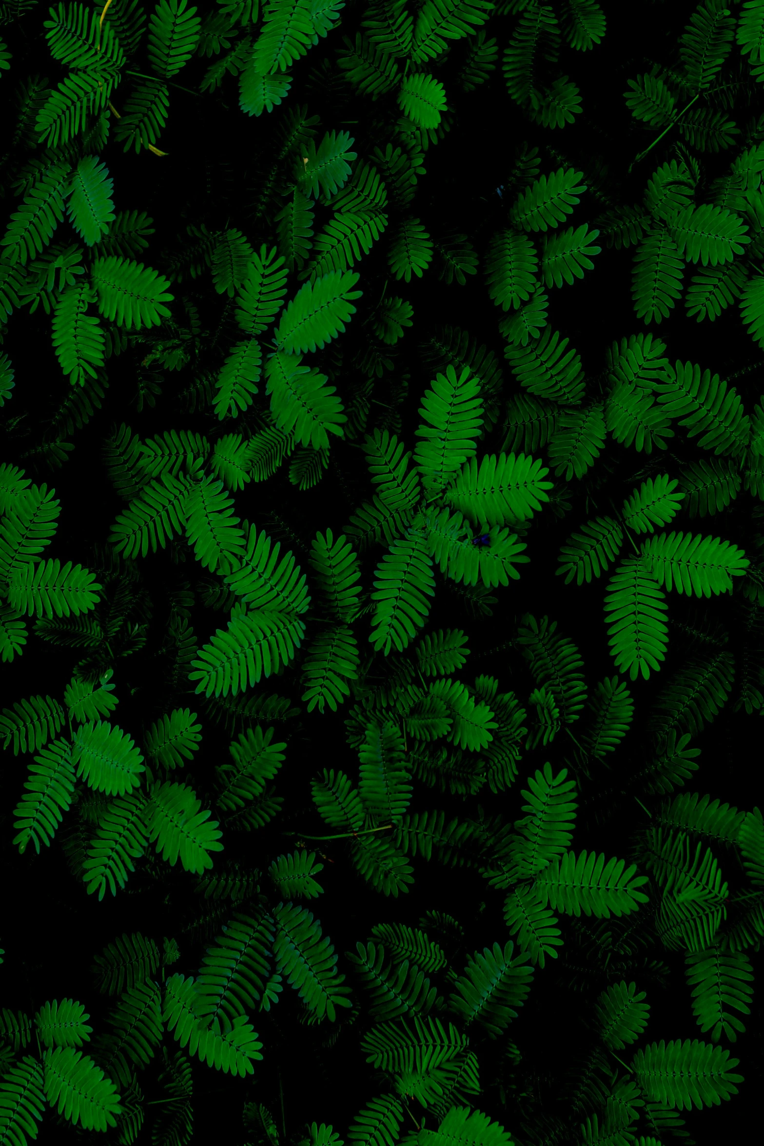 a pattern of leaves and other plants on black