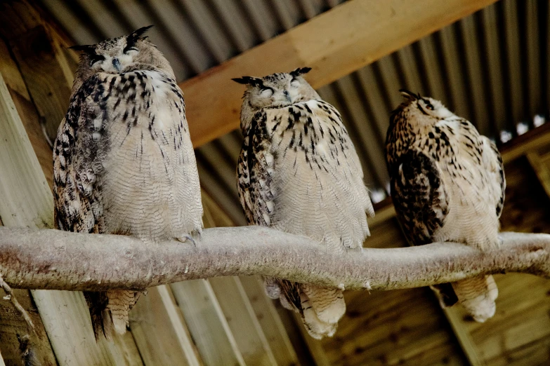 three birds perched together on a tree nch