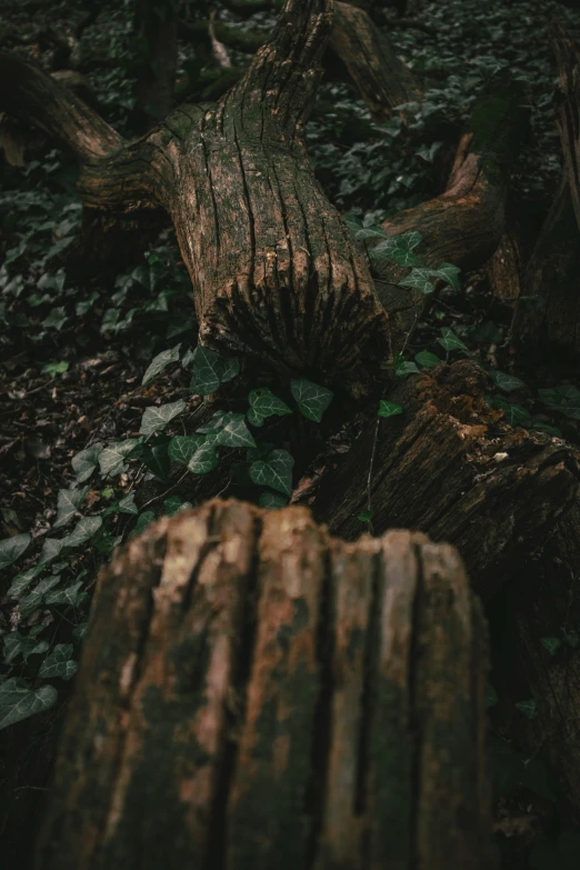a fallen log in the forest on the ground
