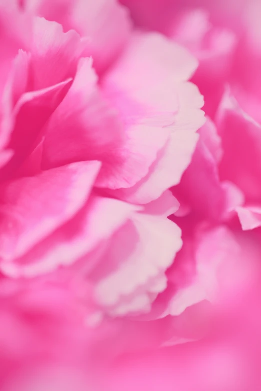 a close up view of some pink flowers