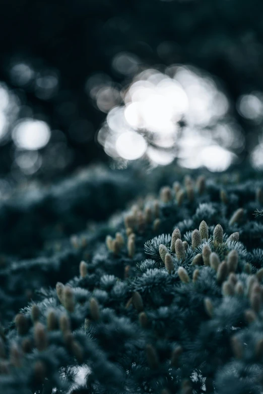 closeup of tiny green plants with some blue needles