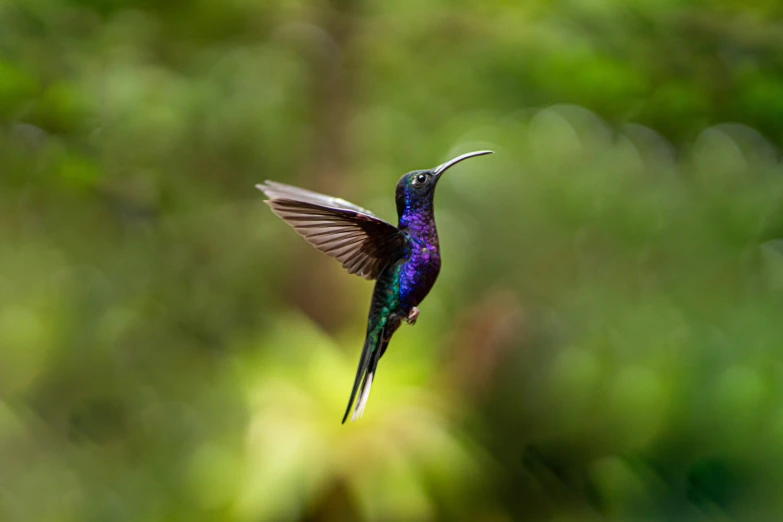 a purple and green bird flying through the air