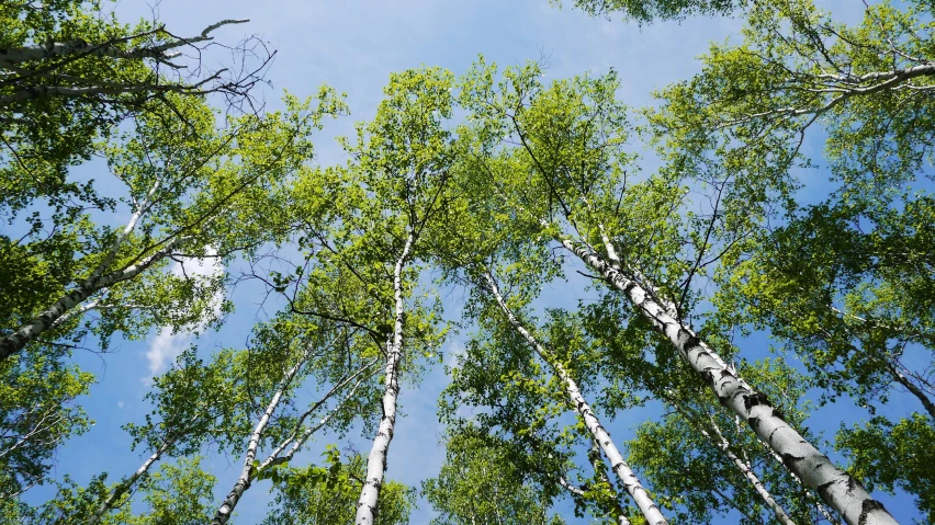 the bottom of many tall trees in a forest